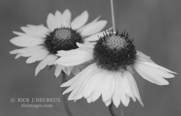 B&W Flowers